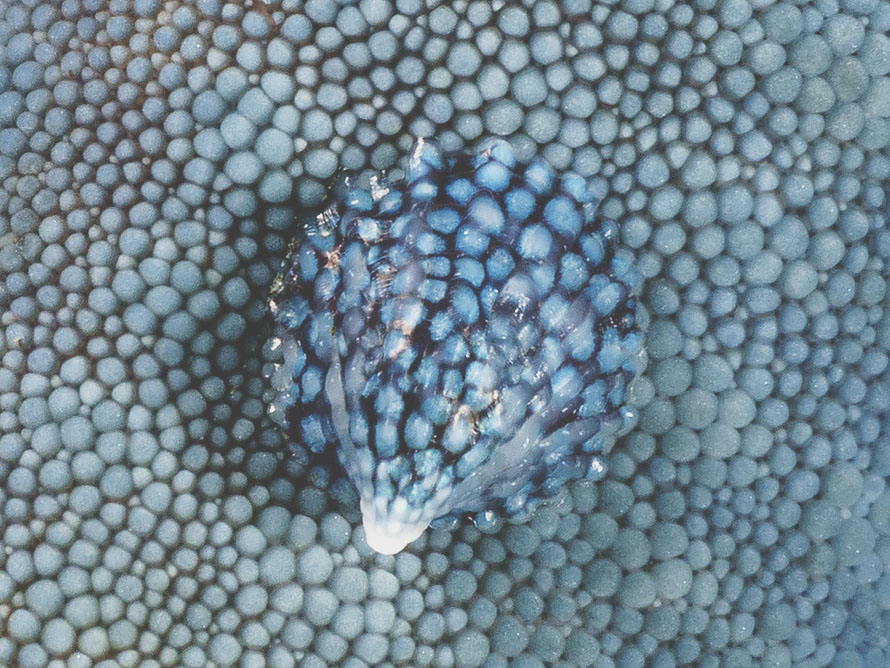 Thyca crystallina